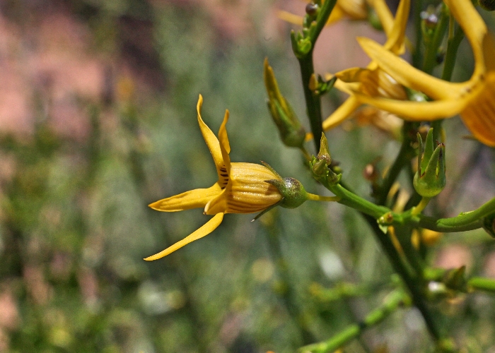 Western Australian Plants Solanaceae